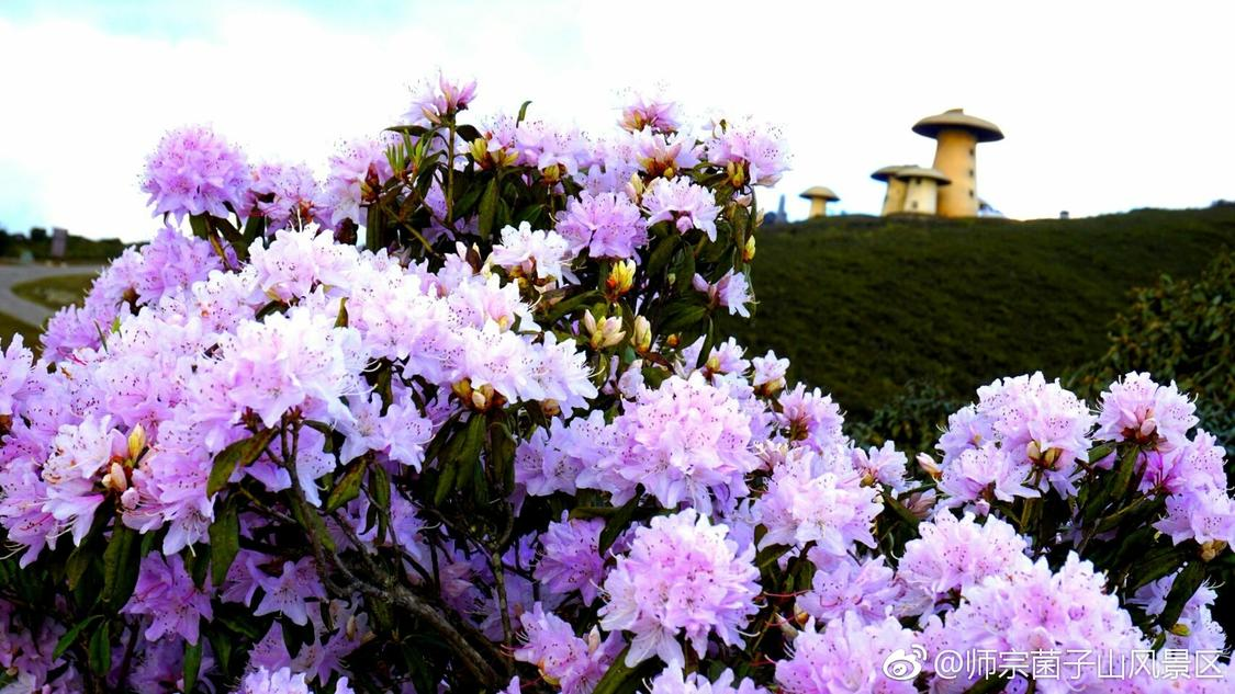 快手业务24小时自助平台秒到账：全新秒到账系统升级全天候资金服务